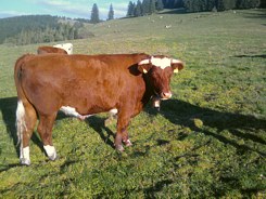 Biorind auf Schwarzwald Weide